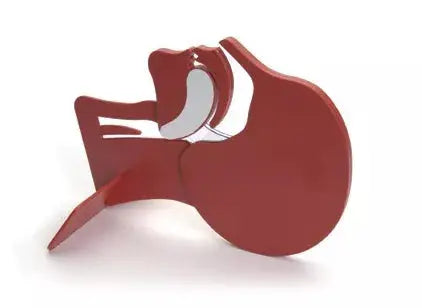 Kopfschnittmodell zur Veranschaulichung der oberen Atemwege im Querschnitt, ideal für Erste Hilfe Ausbildung und medizinische Schulungen.