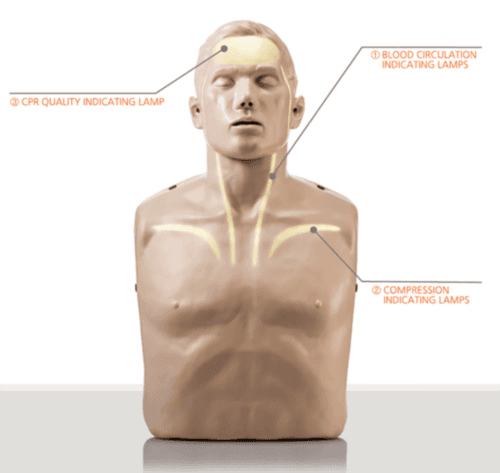 Brayden Reanimationsmodell mit roten LEDs mit markierten LED-Anzeigen für CPR-Qualität, Kompression und Blutzirkulation.