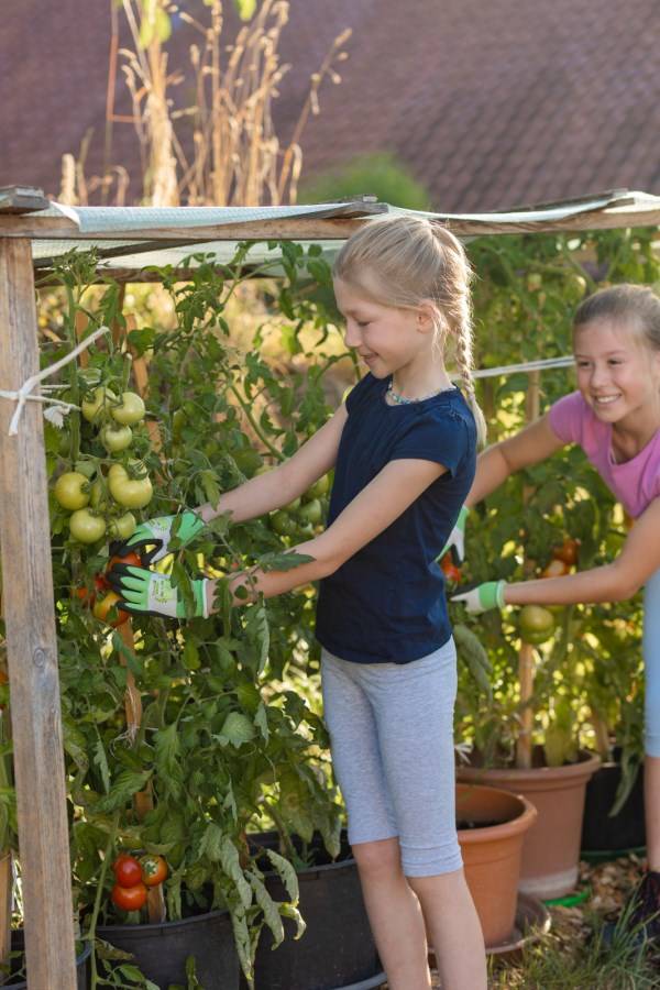 Mädchen mit THINKGREEN Sprout Kinderhandschuhen aus Recycling-Polyester pflücken Tomaten im Garten.