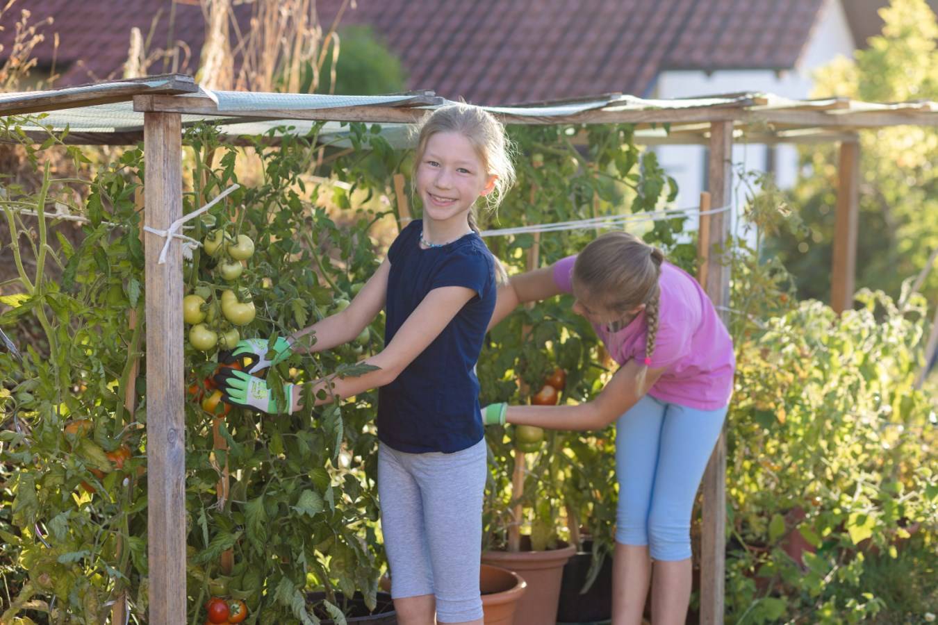 Kinder mit THINKGREEN Sprout Handschuhen aus Recycling-Polyester bei der Tomatenernte im Garten.