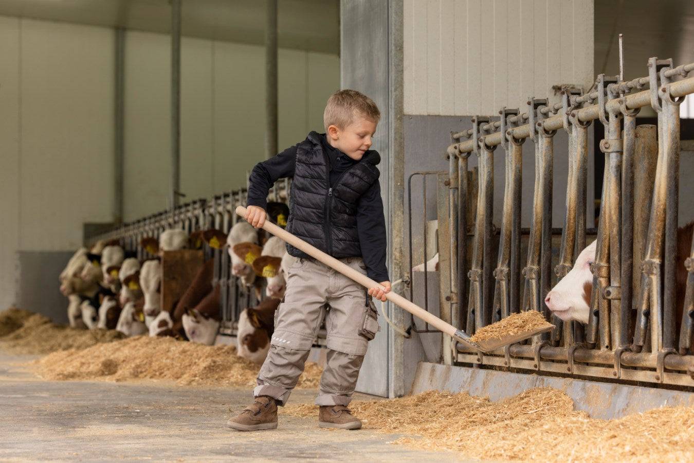 Junge nutzt Mini Aluschaufel mit Stiel zum Verteilen von Futter im Kuhstall. Robuste und leichte Kinder-Siloschaufel mit ergonomischem Holzgriff.